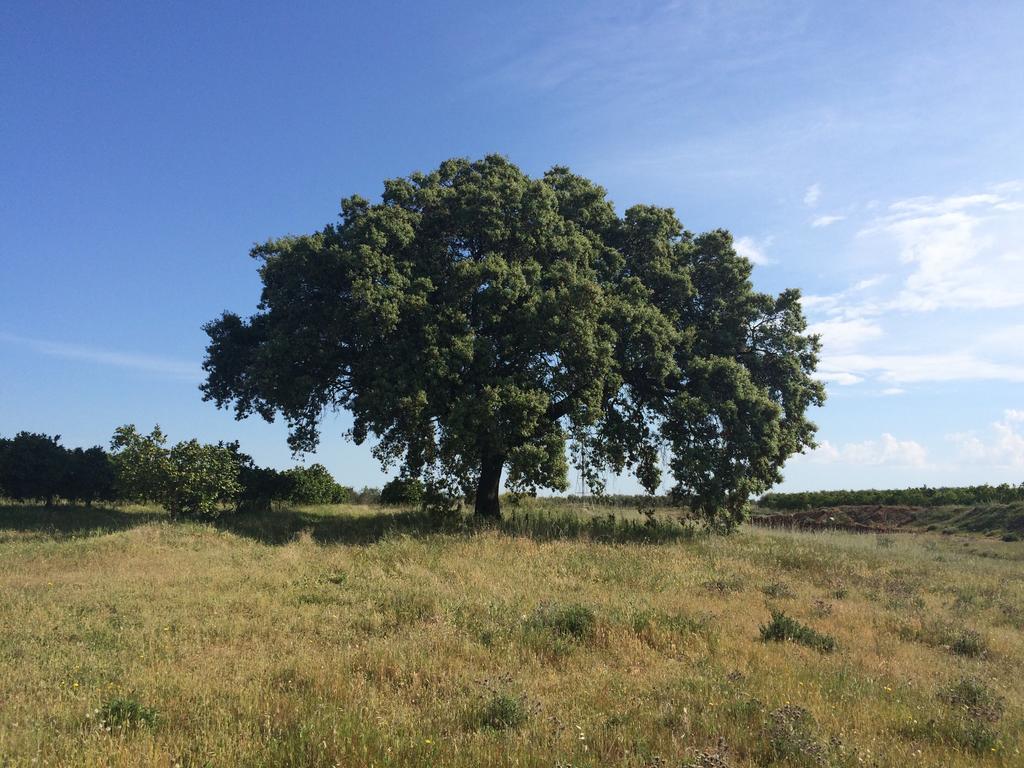 Casa Rural Valdezaque Cordobilla de Lácara Eksteriør billede