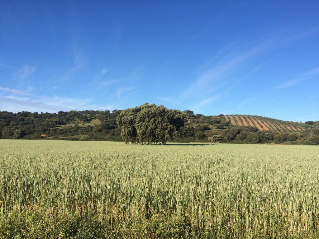 Casa Rural Valdezaque Cordobilla de Lácara Eksteriør billede